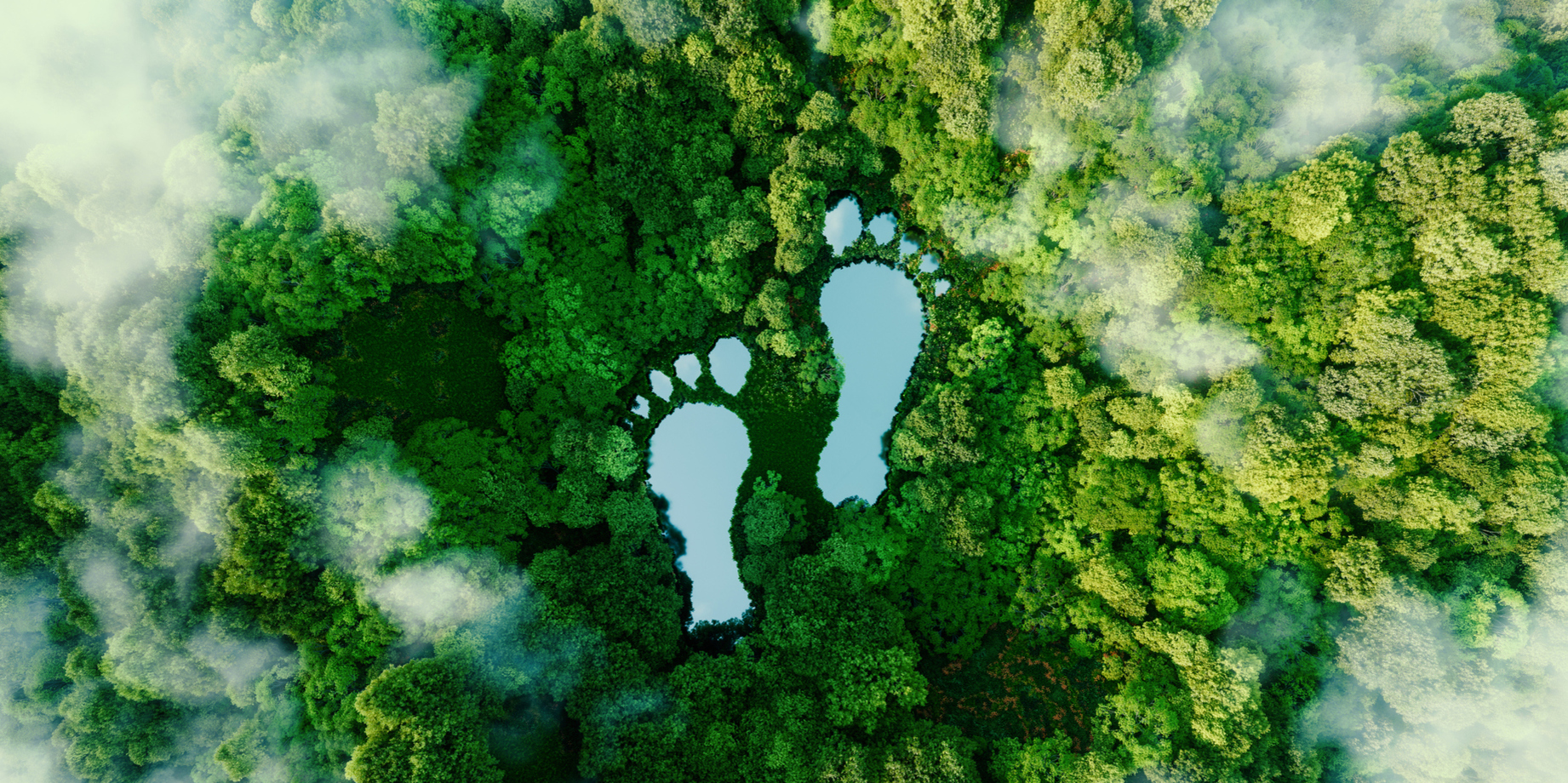 Birdseye view of a forest with human footprints to show the impact humans have on nature