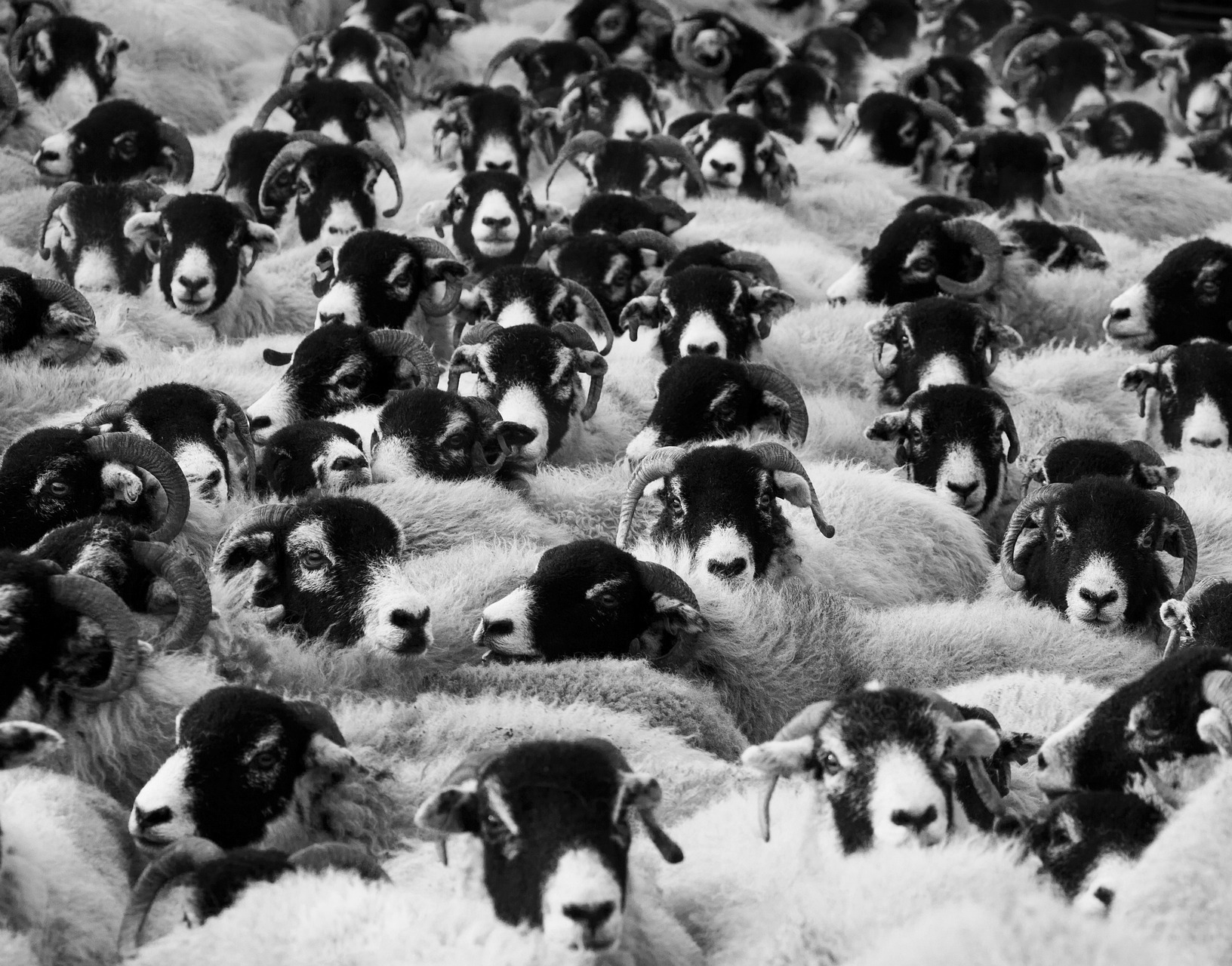 Black and white photo of herd of sheep